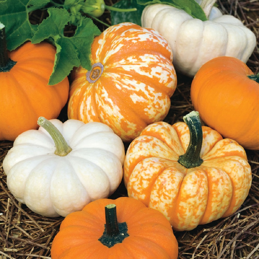 Pumpkin Seeds Mini Harvest Pumpkin 15 thru 250 Bulk Pumpkin Seeds