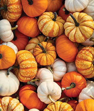 Pumpkin Seeds Mini Harvest Pumpkin 25 Seeds