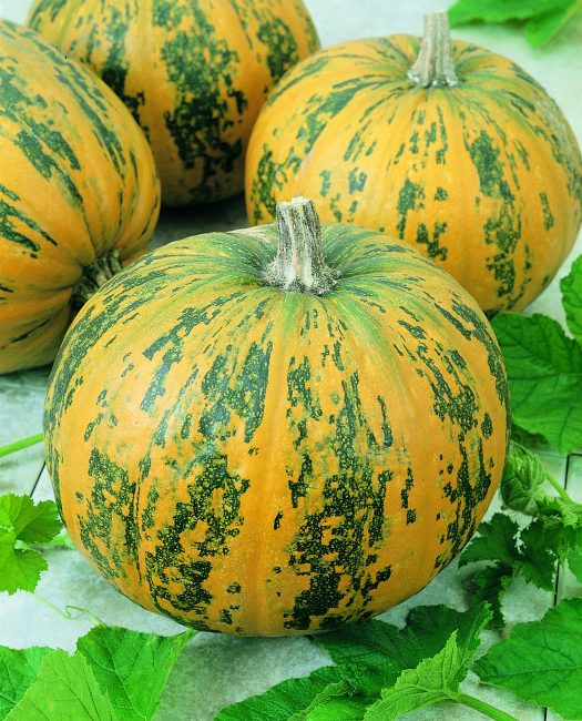 Pepitas Pumpkin Seeds 15 thru 250 Seeds Pepitas Hybrid F1