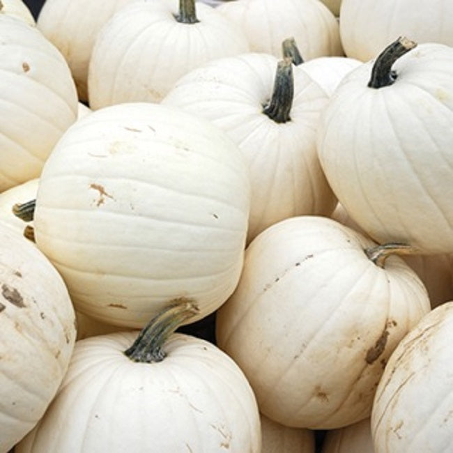 Polar Bear Pumpkin Seeds White Pumpkin 15 thru 100 Seeds