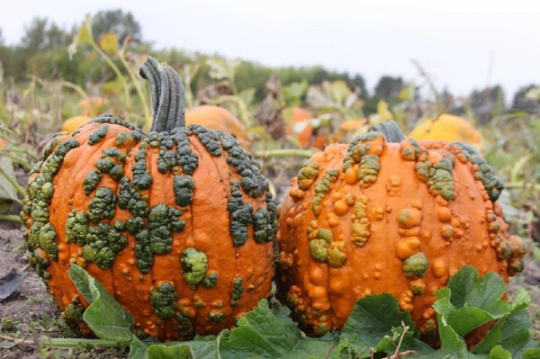 Warty Goblin Pumpkin Seeds Hybrid Pumpkin 15 Seeds