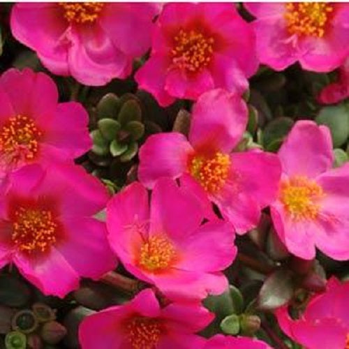 Purslane Seeds 50 Seeds Toucan Fuchsia succulent seeds moss rose seeds