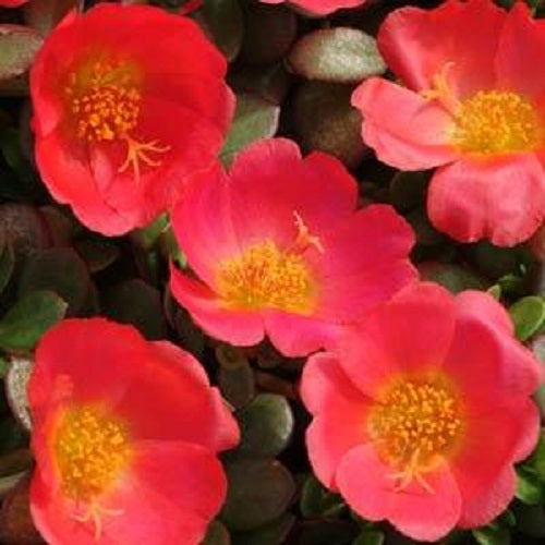 Purslane Seeds Toucan Scarlet Portulaca Oleracea 25 thru 250 Succulent Seeds