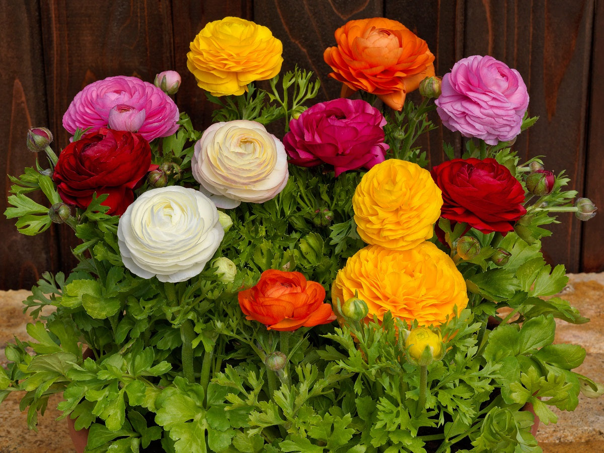 Ranunculus Seeds 25 Pelleted Seeds Ranunculus Bloomingdale Mix