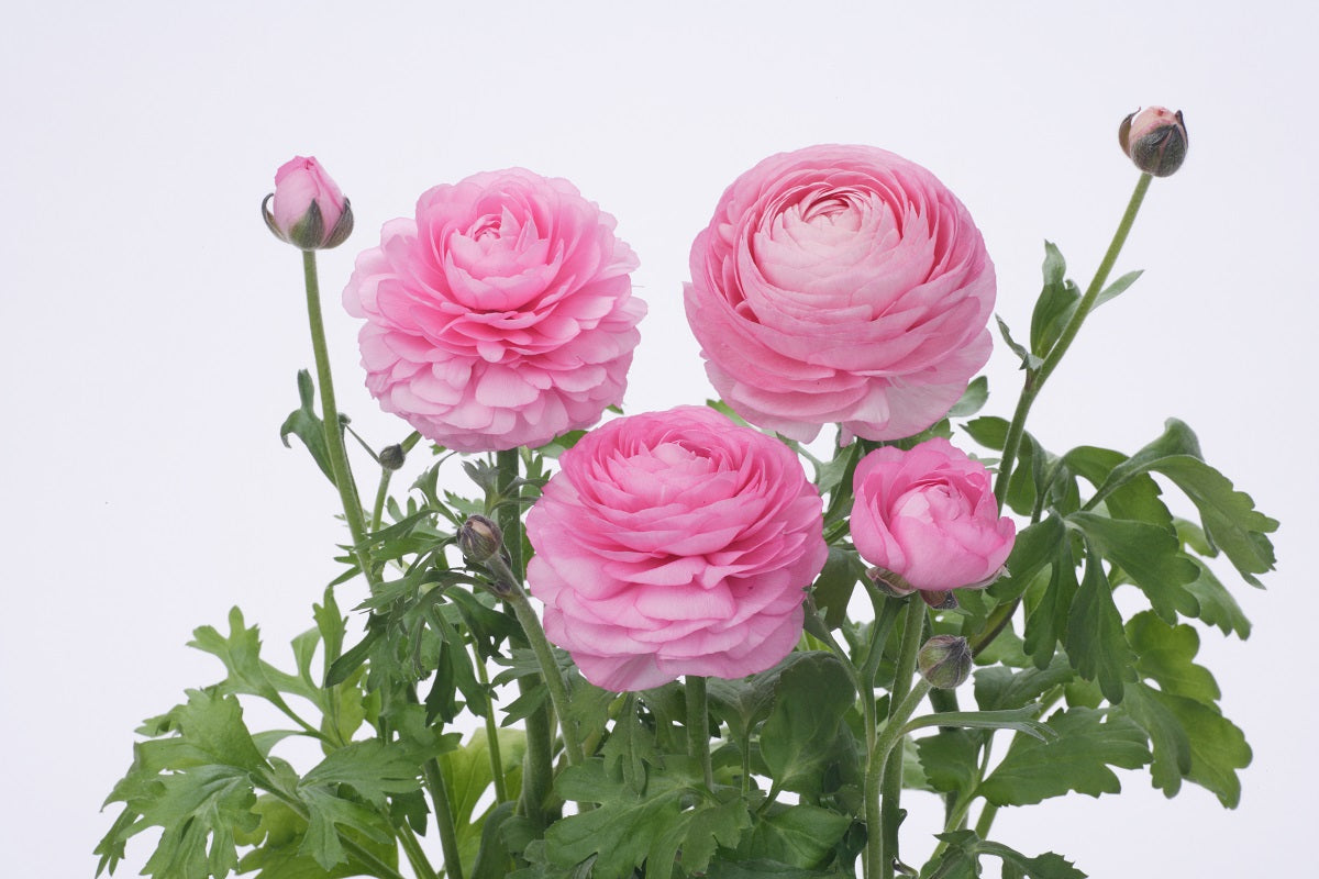 Ranunculus Seeds 25 multi Pelleted Seeds Ranunculus Bloomingdale Pink