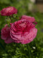 Ranunculus Seeds 25 multi Pelleted Seeds Ranunculus Bloomingdale Rose Shades