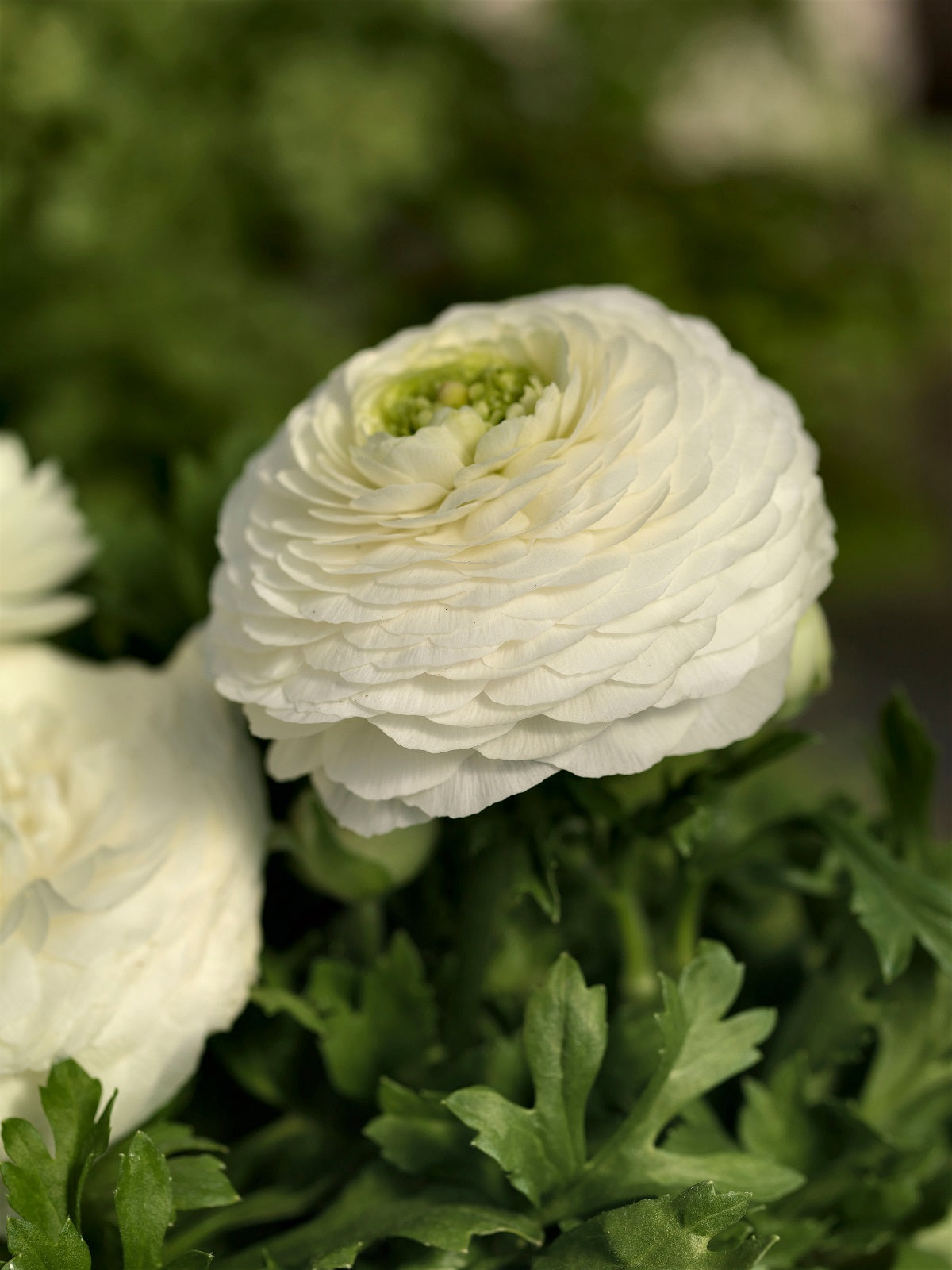 Ranunculus Seeds 25 multi Pelleted Seeds Ranunculus Bloomingdale White