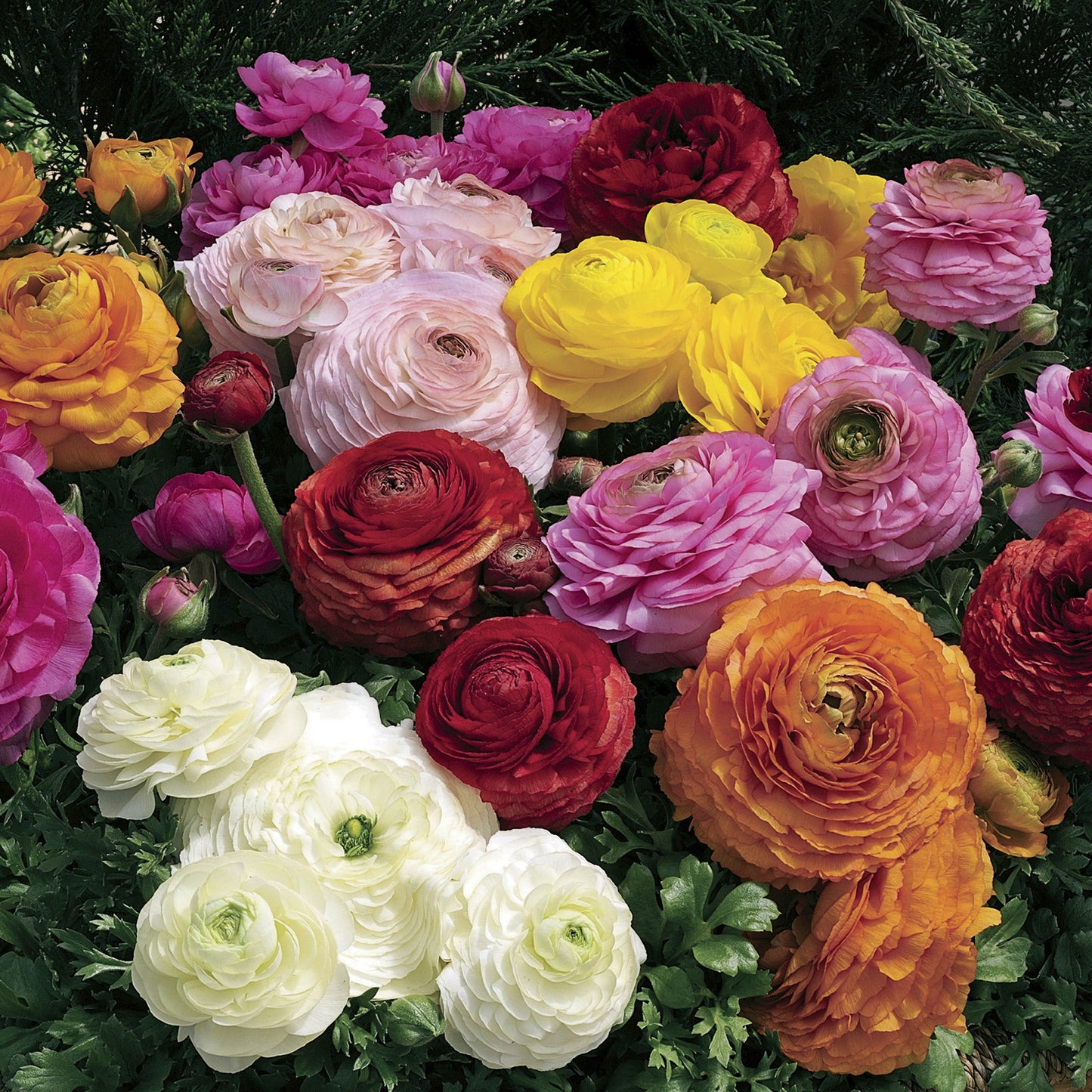 Ranunculus Seeds Magic Mix 25 Pelleted Seeds