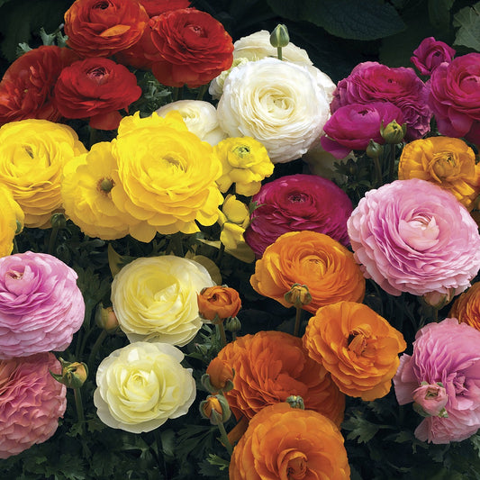 Ranunculus Seeds Mache Mix 25 Seeds Pelleted Seeds