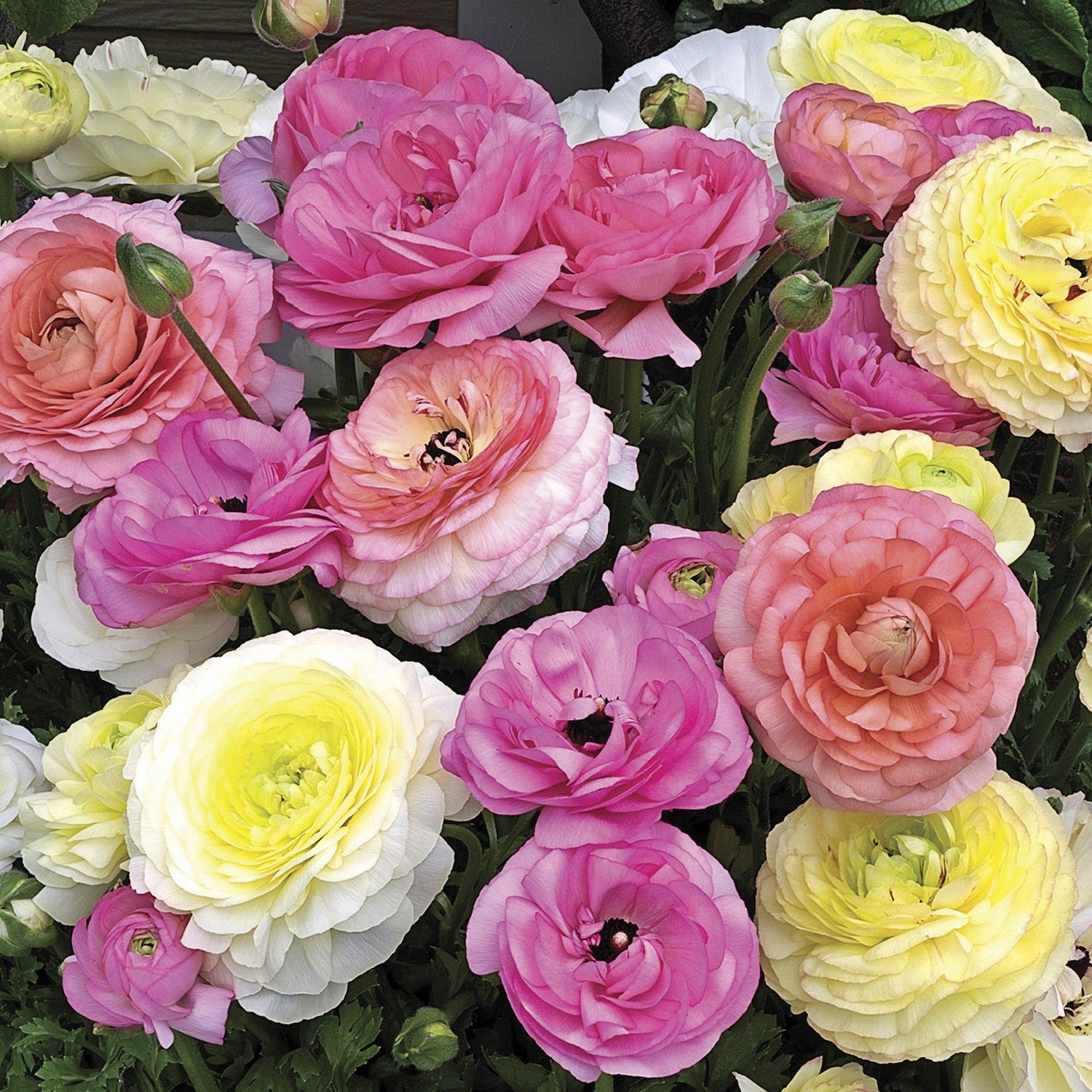 Ranunculus Seeds Mache Pastel Mix 25 Seeds Pelleted Seeds