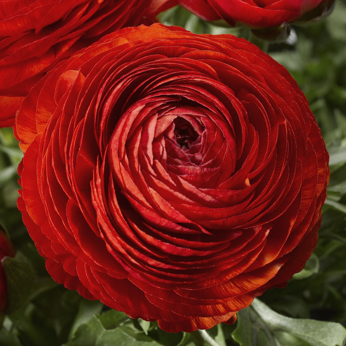 Ranunculus Seeds Mache Red 25 Seeds Pelleted Seeds