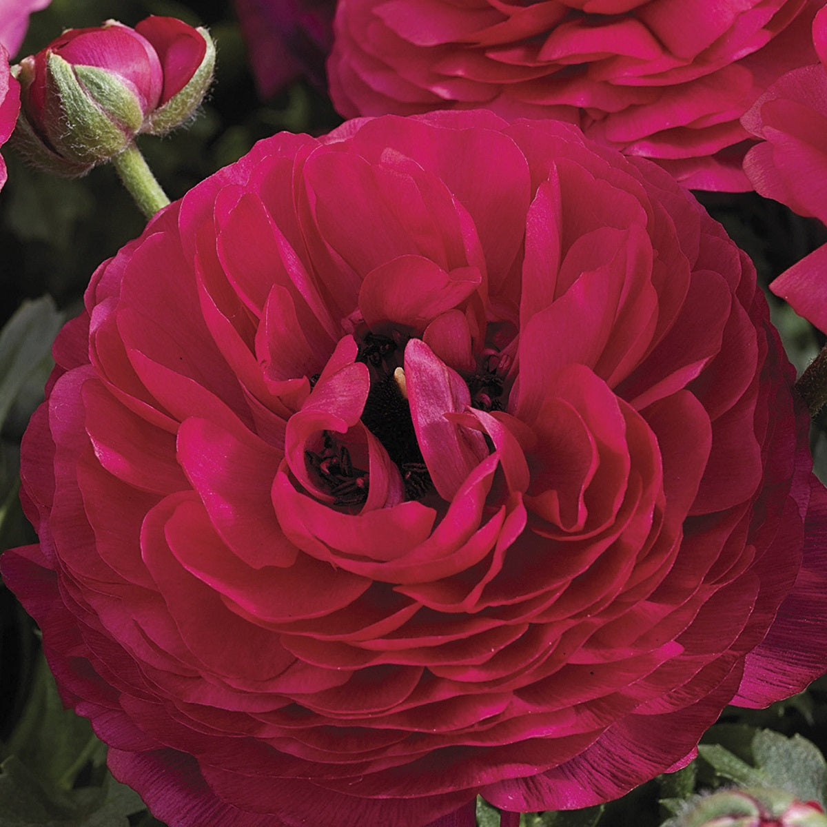 Ranunculus Seeds Mache Rose 25 Seeds Pelleted Seeds