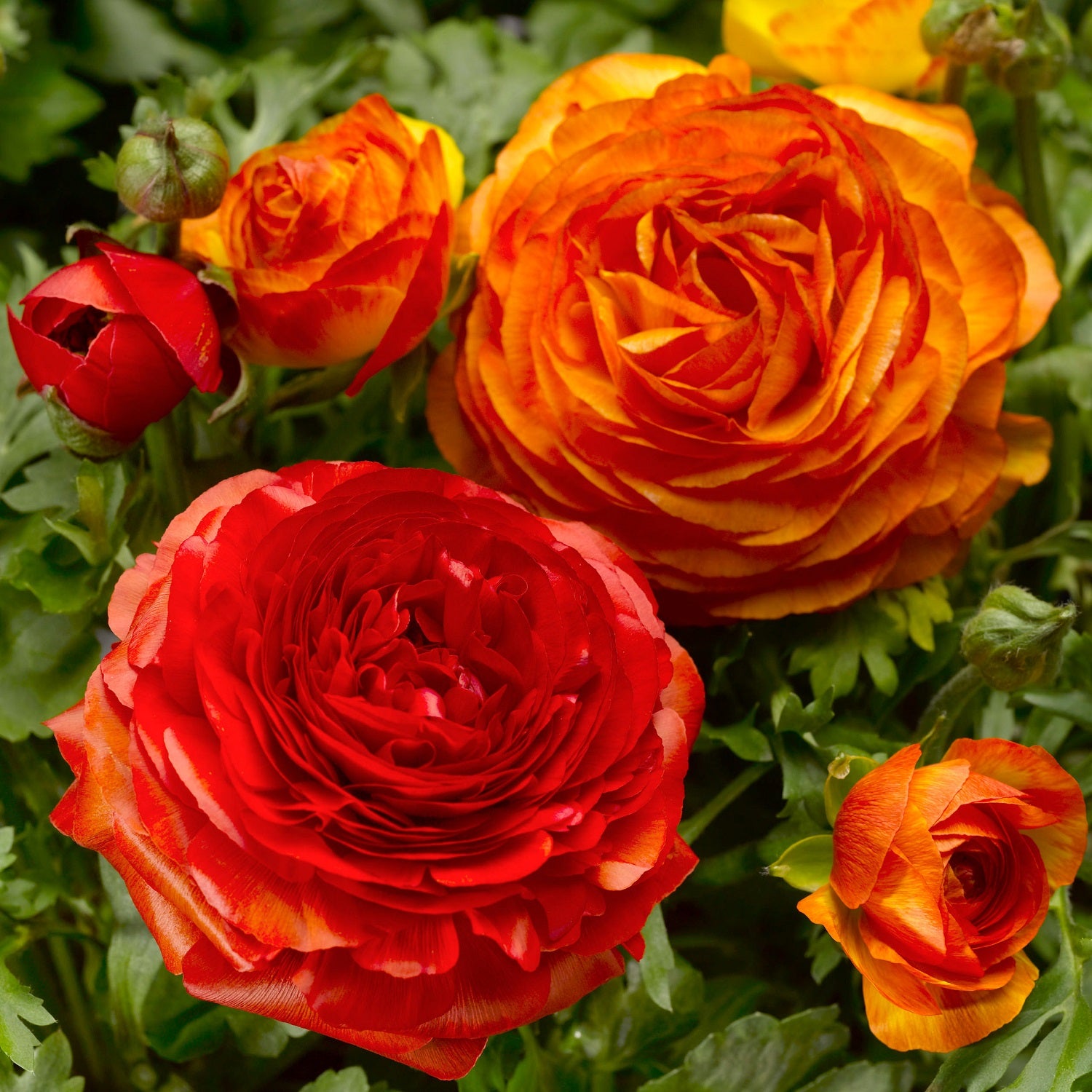 Ranunculus Seeds Magic Fire Ball 25 Pelleted Seeds