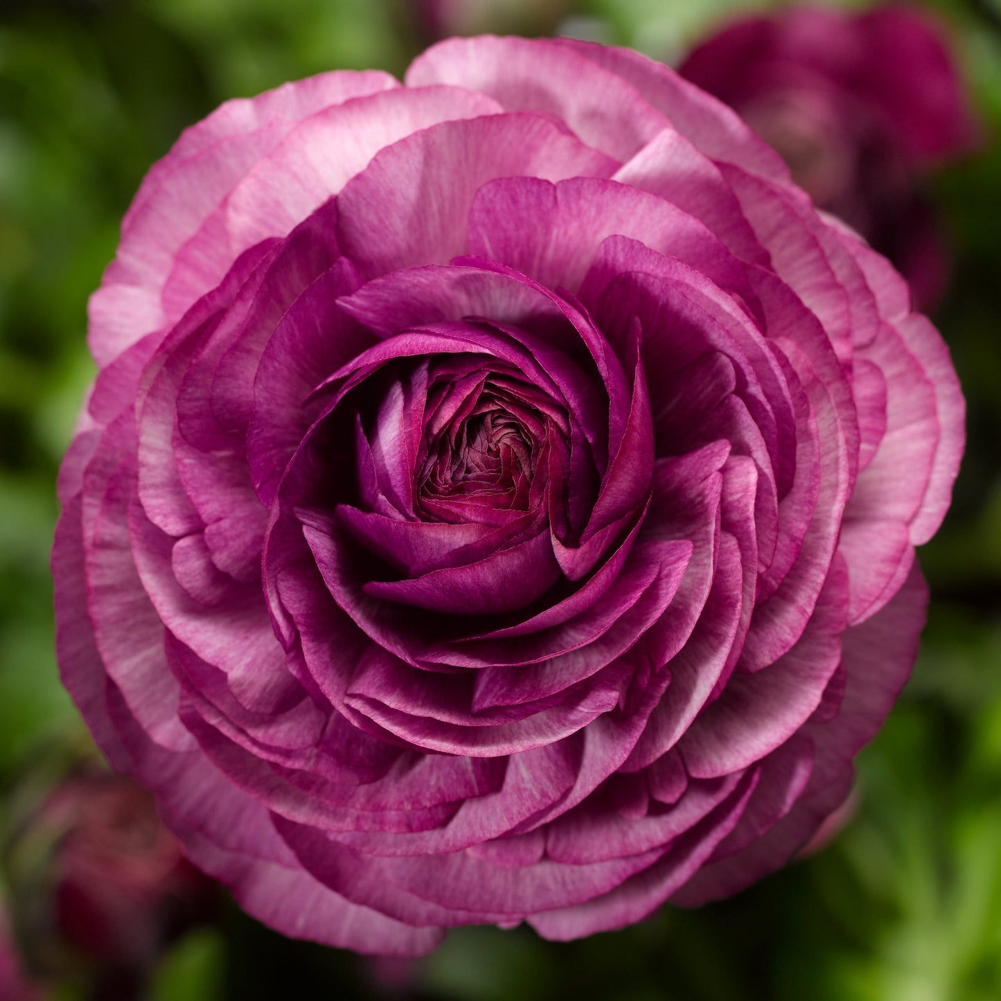 Ranunculus Seeds Magic Purple 25 Pelleted Seeds