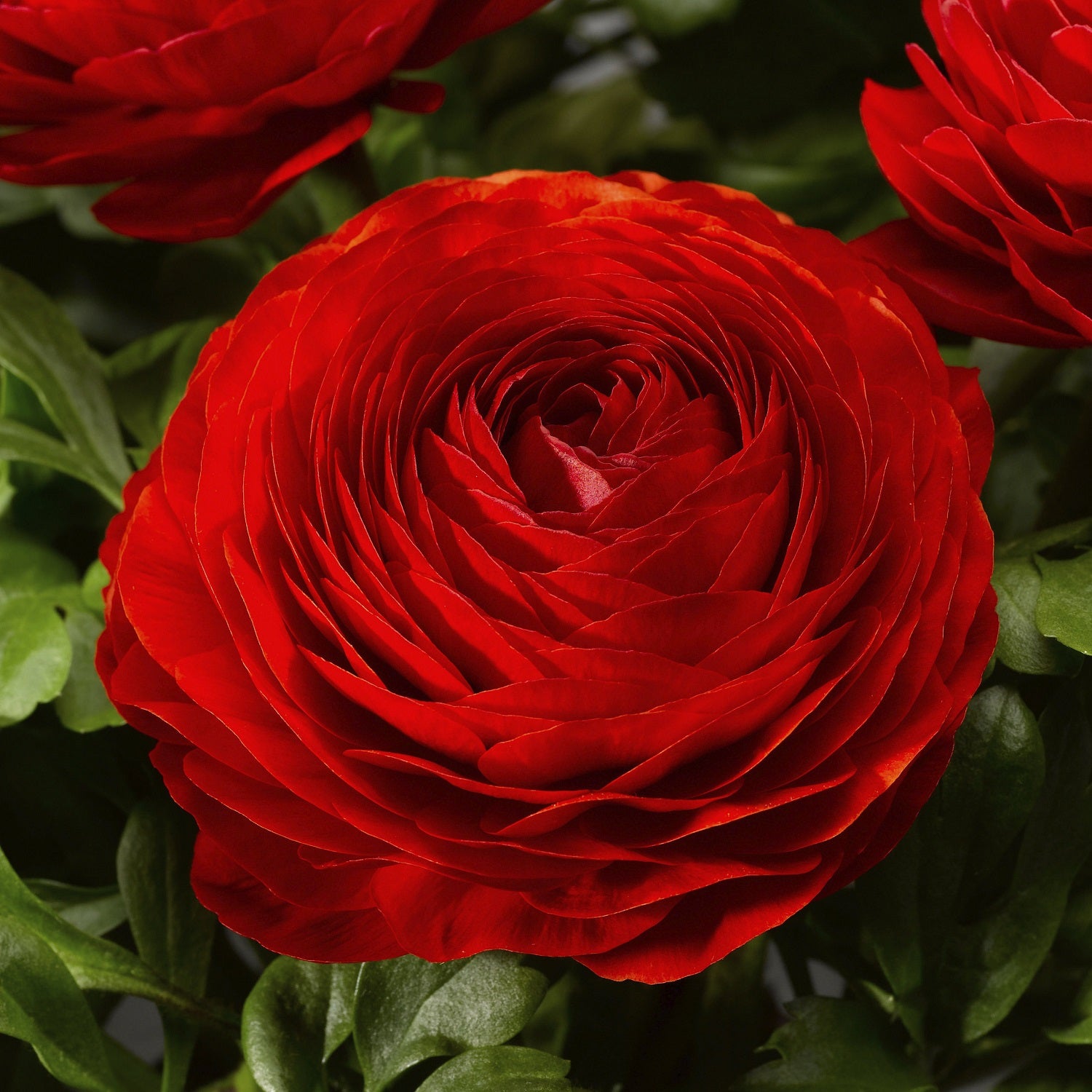 Ranunculus Seeds Magic Red 25 Pelleted Seeds