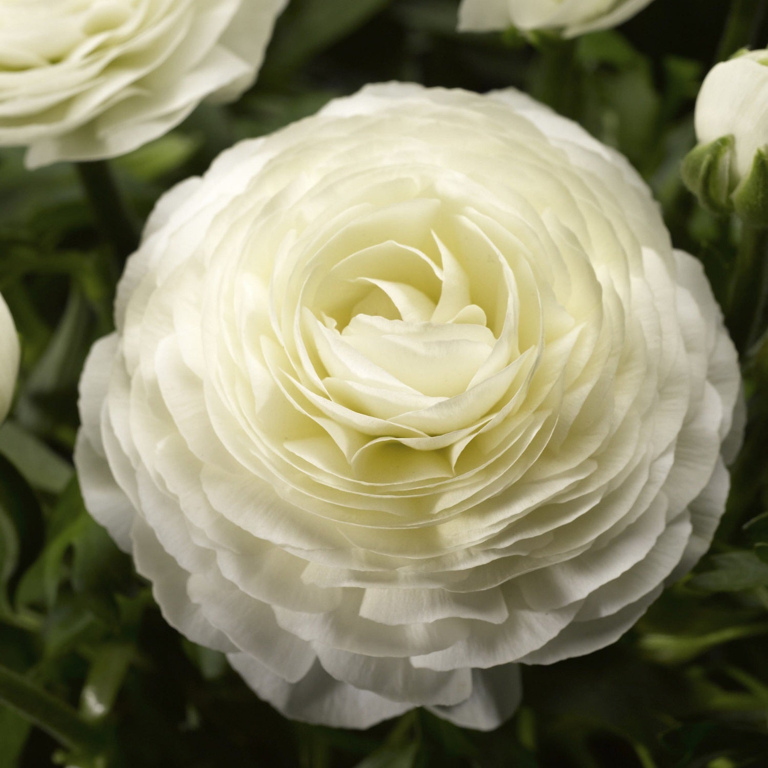 Ranunculus Seeds Magic White 25 Pelleted Seeds