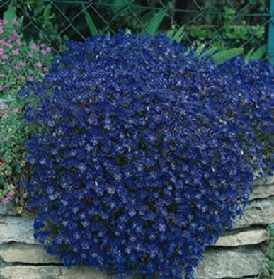 Rock Cress Seeds Casacade blue 100 Aubrieta Seeds