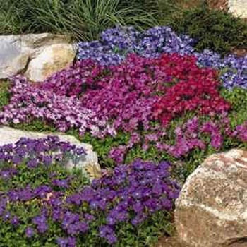 Aubrieta Seeds 100 Seeds Royal Rock Cress Mix