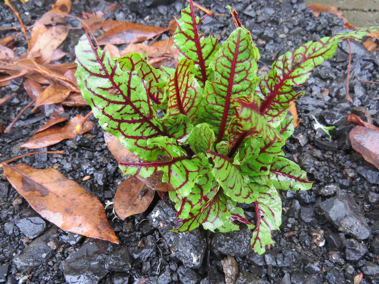 Perennial Seeds Rumex Bloody Dock 50 Rumex Seeds