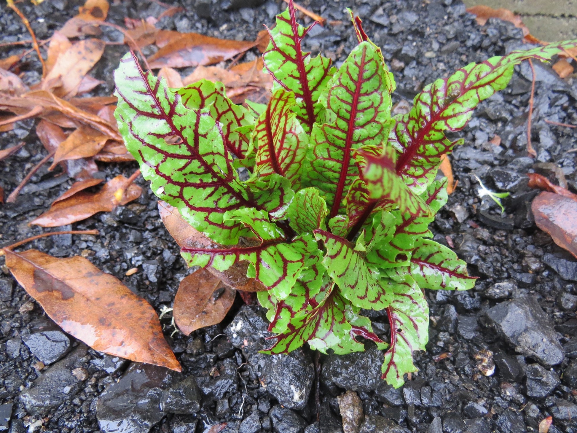 Perennial Seeds Rumex Bloody Dock 50 Rumex Seeds