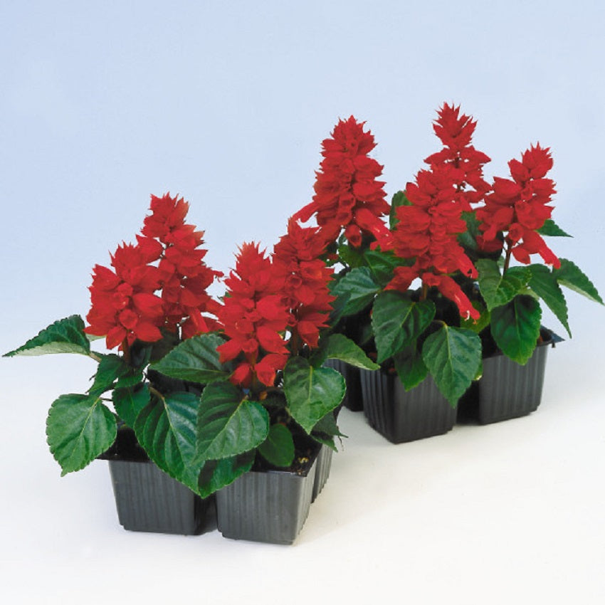 Salvia Seeds Reddy Red 50 Annual Flower Seeds