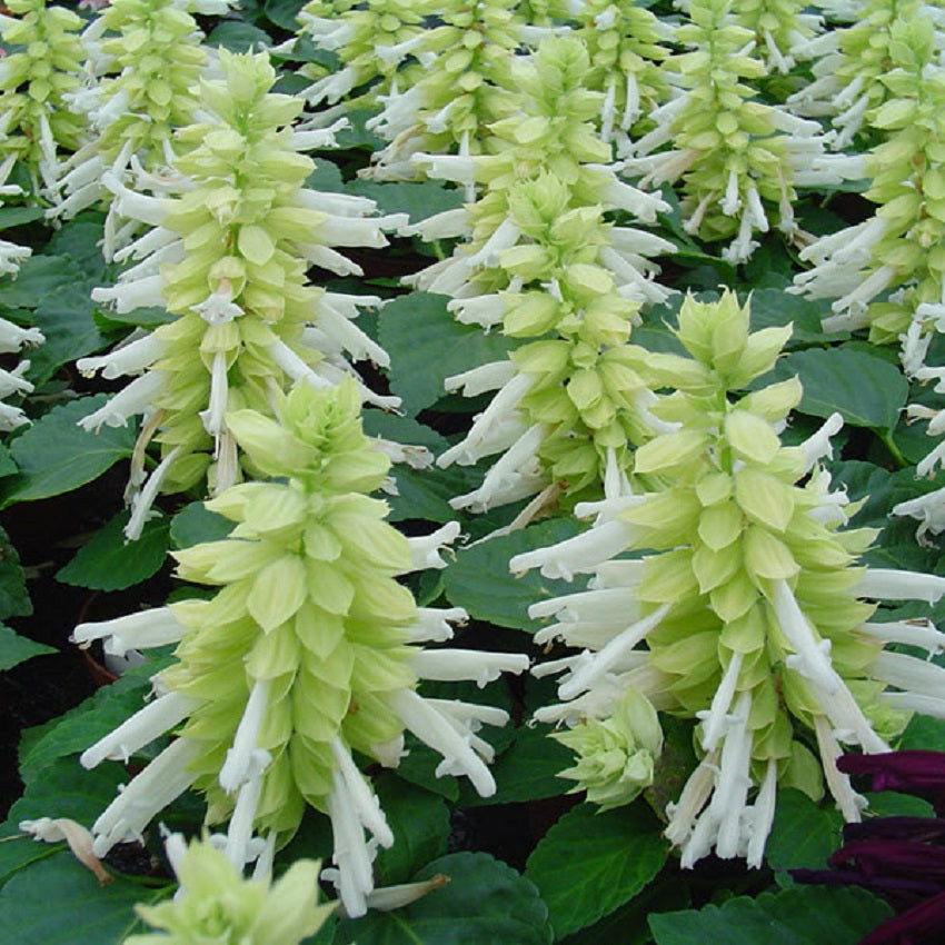 Salvia Seeds Reddy White 50 Annual Flower Seeds