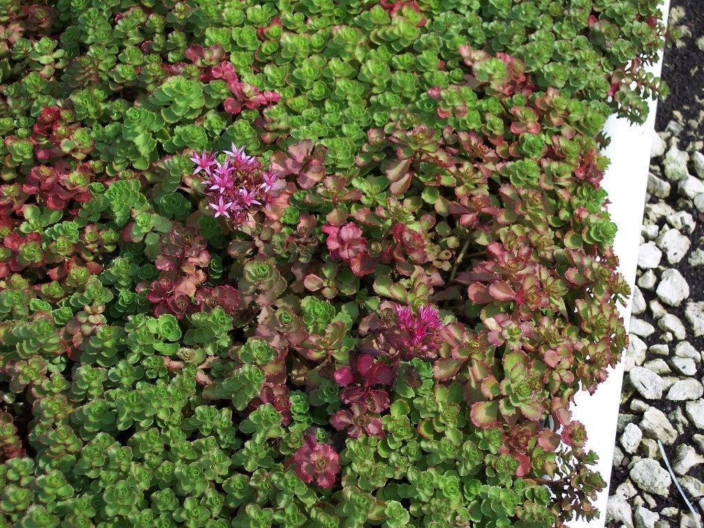 Sedum Seeds Dragon Blood 500 Succulent Seed