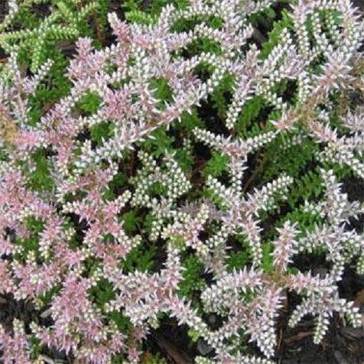 Sedum Seeds 100 Sedum Seastar Ground Cover Perennial