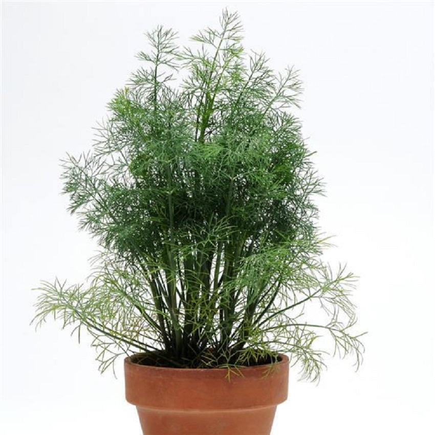 SimplyHerbs™ Dill 25 Multi Pelleted Seeds Herb Seeds