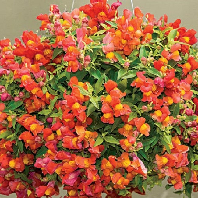 Flower Seeds Trailing Snapdragon 15 thru 100 Candy Showers Orange Seeds