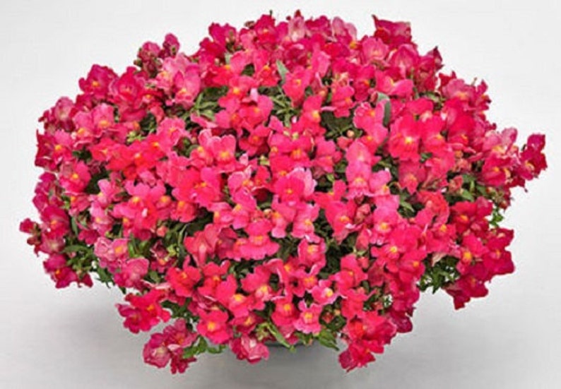 Trailing Snapdragon Seeds 15 thru100 Candy Showers Rose Multi Pelleted Seeds