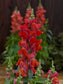 Flower Seeds Snapdragon Candy Tops Orange 50 Pelleted Snapdragon Seeds