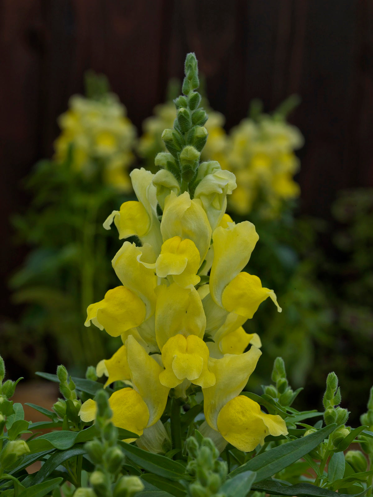 Flower Seeds Snapdragon Candy Tops Yellow 50 Pelleted Snapdragon Seeds