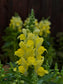 Flower Seeds Snapdragon Candy Tops Yellow 50 Pelleted Snapdragon Seeds