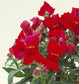 Snapdragon Seeds Floral Showers Crimson 100 Seeds