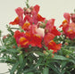 Snapdragon Seeds Floral Showers Deep Bronze 100 Seeds