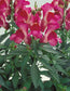 Snapdragon Seeds Floral Showers Fuchsia 100 Seeds