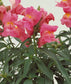 Snapdragon Seeds Floral Showers Rose Pink 100 Flower Seeds