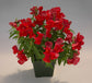 Snapdragon Seeds Floral Showers Scarlet 100 Flower Seeds