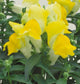 Snapdragon Seeds Floral Showers Yellow 100 Flower Seeds