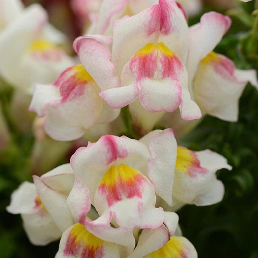 Snapdragon Seeds 25 thru 250 Pelleted Seeds Snapdragon Snapshot Appleblossom