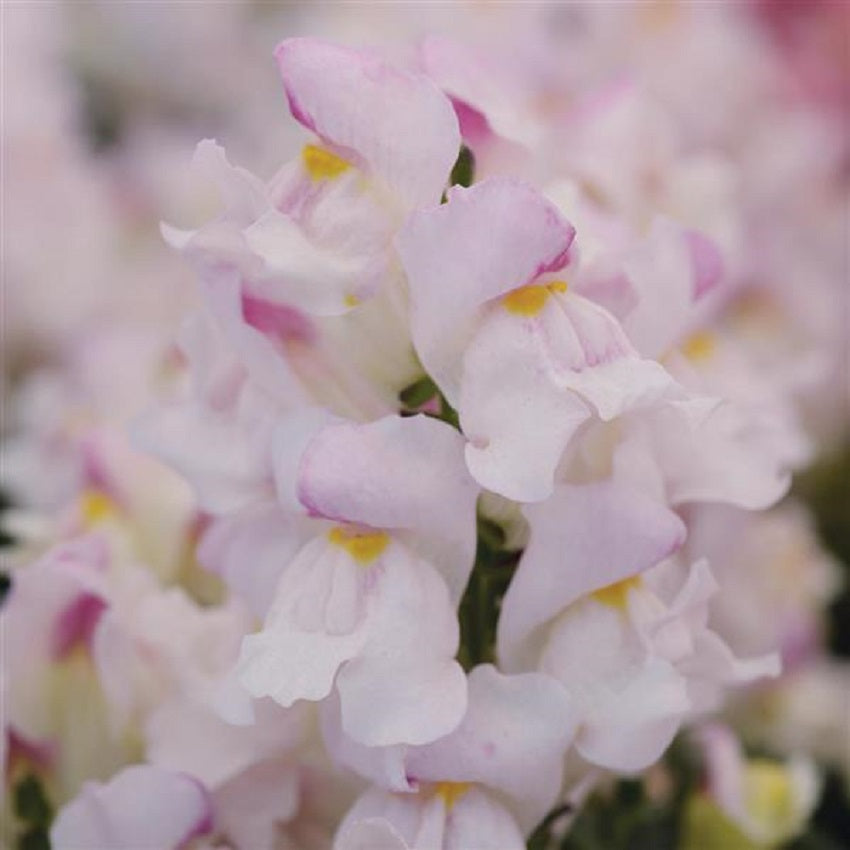 Snapdragon Seeds 50 Pelleted Seeds Snapdragon Snapshot Plum Blossom