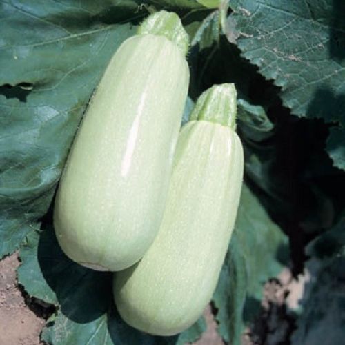 25 Squash Seeds Barq takes 50 days F1 Seeds