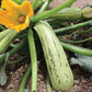 Squash Bossa Nova 25 Squash Seeds Vegetable Seeds