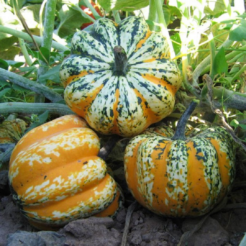 Squash Seeds Festival Hybrid 15 thru 100 Seeds Winter Squash