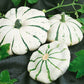 Squash Seeds Juane Et Verte 50 Seeds Summer Squash Seeds