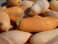 Squash Seeds Pink 25 Banana Jumbo Squash Seeds