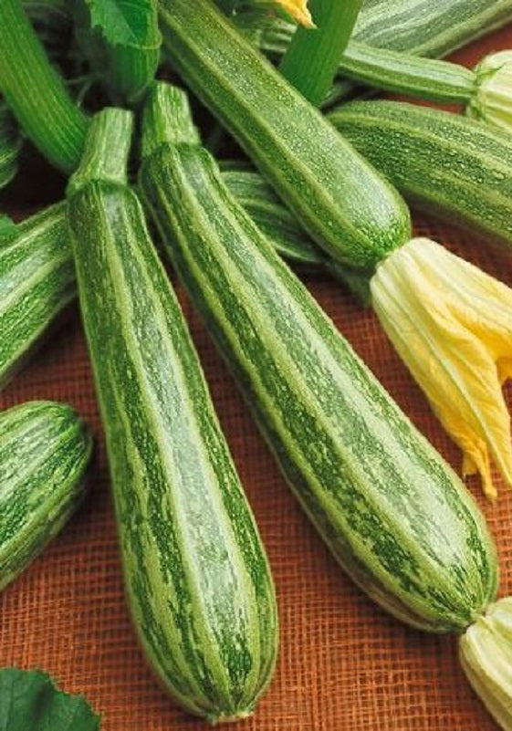 15 thru 100 Zucchini Seeds Romanesco Summer Squash