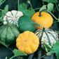 Squash Seeds 50 Seeds Squash Scallop Blend Vegetable Seeds