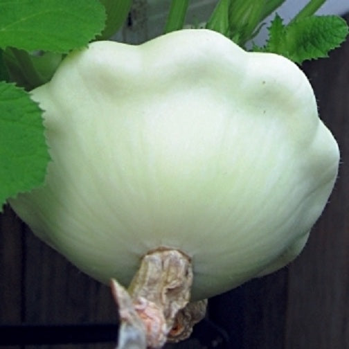 Squash Seeds 100 Early White Scallop Bush Squash Seeds